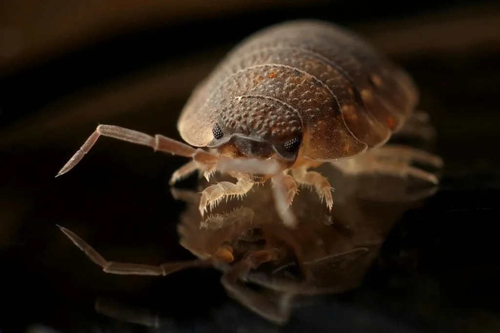 Bed-Bug-Treatment - Central Islip Pest Control Pros | Central Islip, NY | 631-735-6099