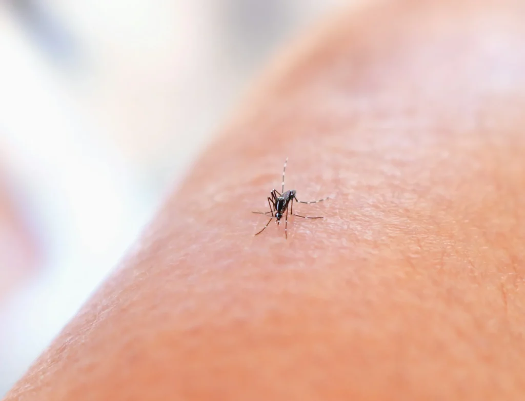Mosquito Control - Central Islip Pest Control Pros | Central Islip, NY | 631-735-6099